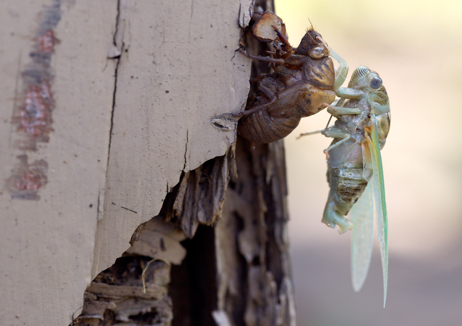 Cicada
